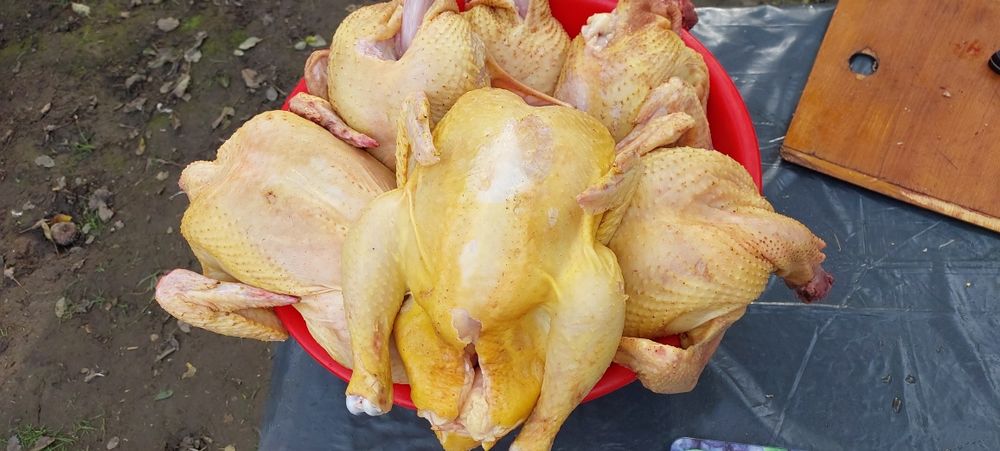 Тушка бройлера,  домашнє м'ясо 130 за кг