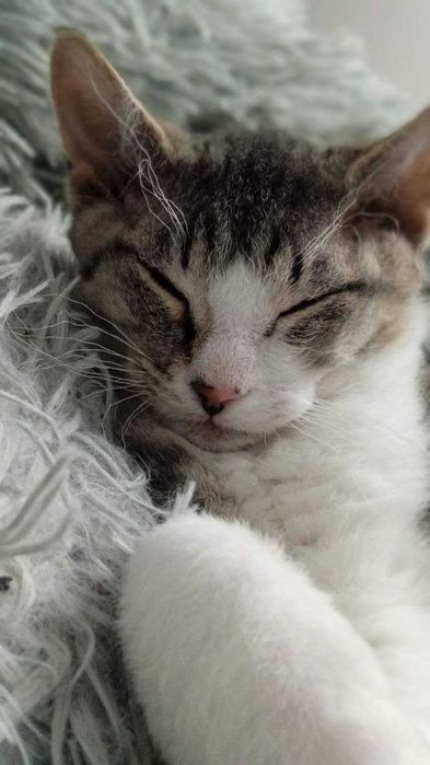 Кошеня Девон-Рекс