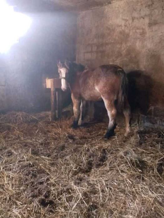 Sprzedam źróbkę zimnokrwistą