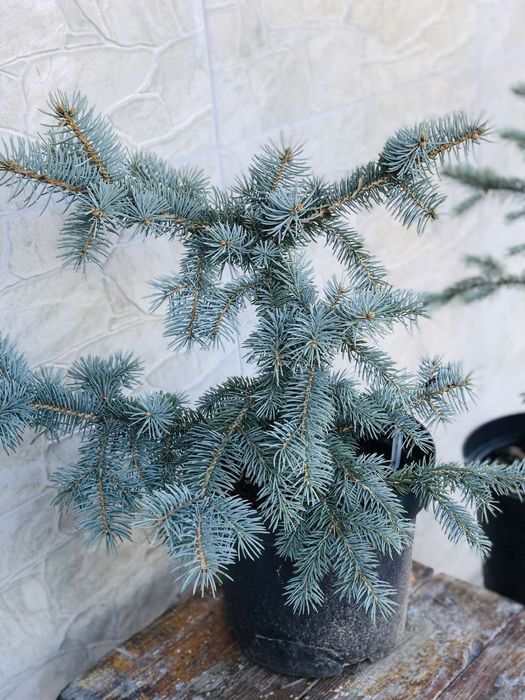 Ялина колюча Хупсі