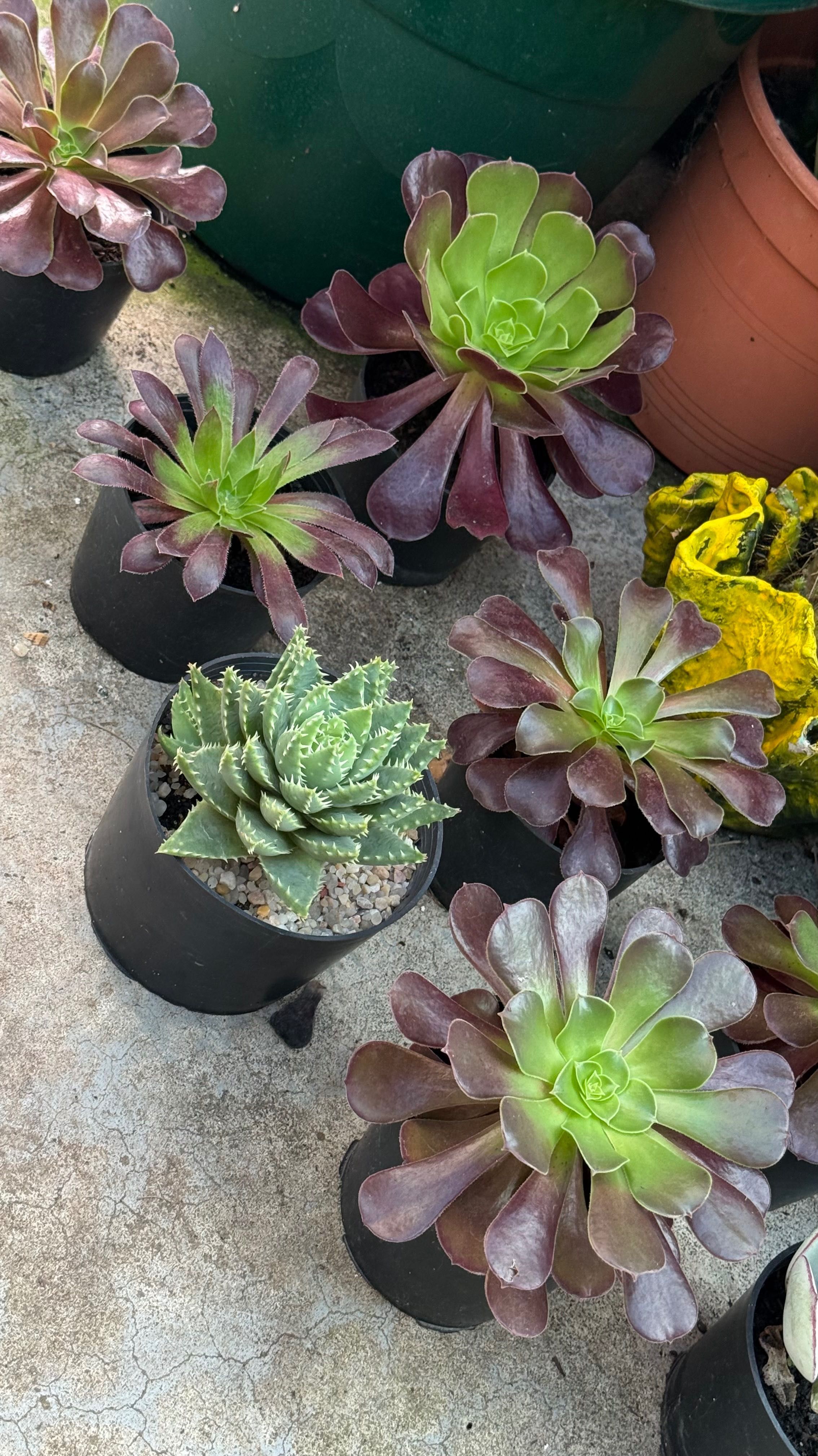 Plantas cactos e suculentas