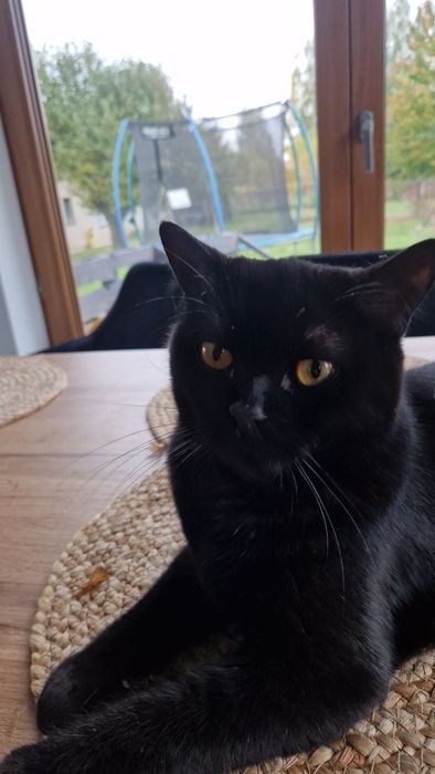 Już są ŚLICZNE kotki Brytyjskie