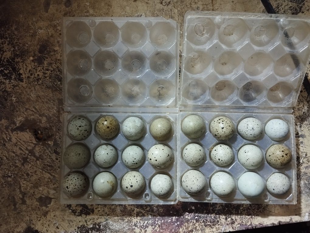 Ovos de codorniz