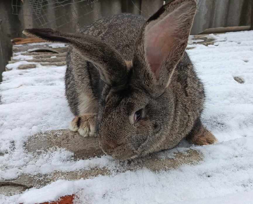 Продам кролі і кролиці породи ФЛАНДР