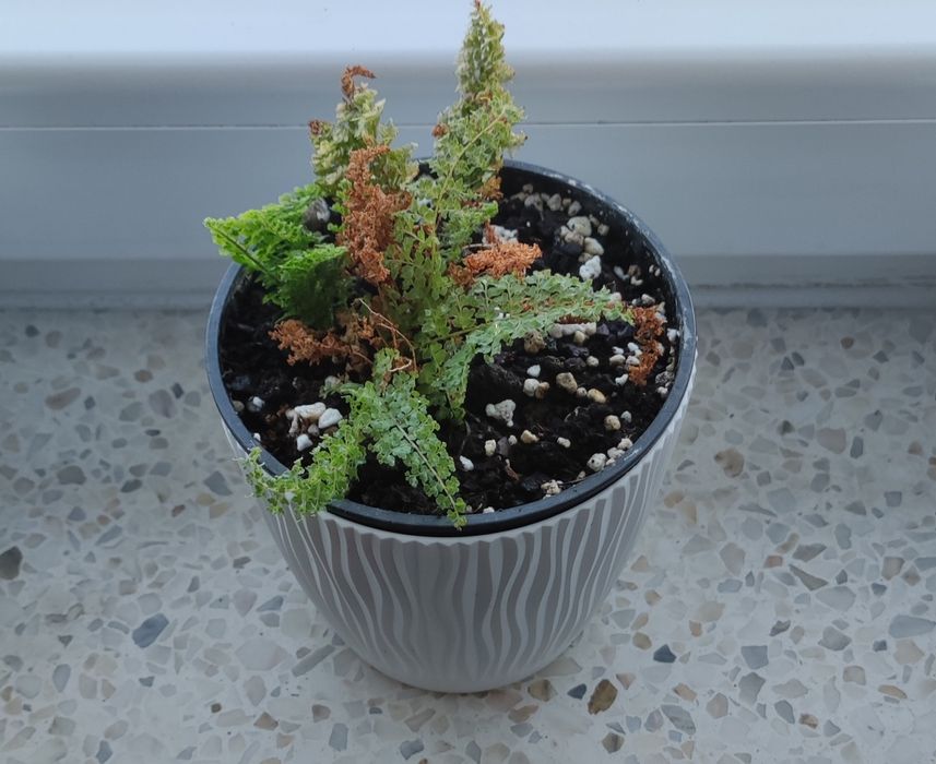 Mała paprotka - kwiat doniczkowy