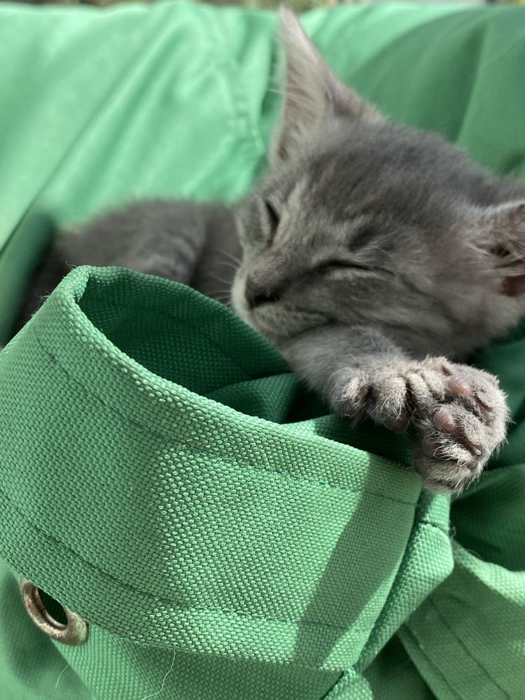 Котеня дівчинка | котенок девочка | кошка