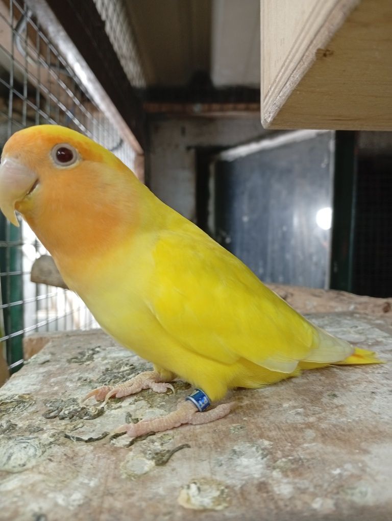 Rin neck e agapórnis criados á mão e outras aves