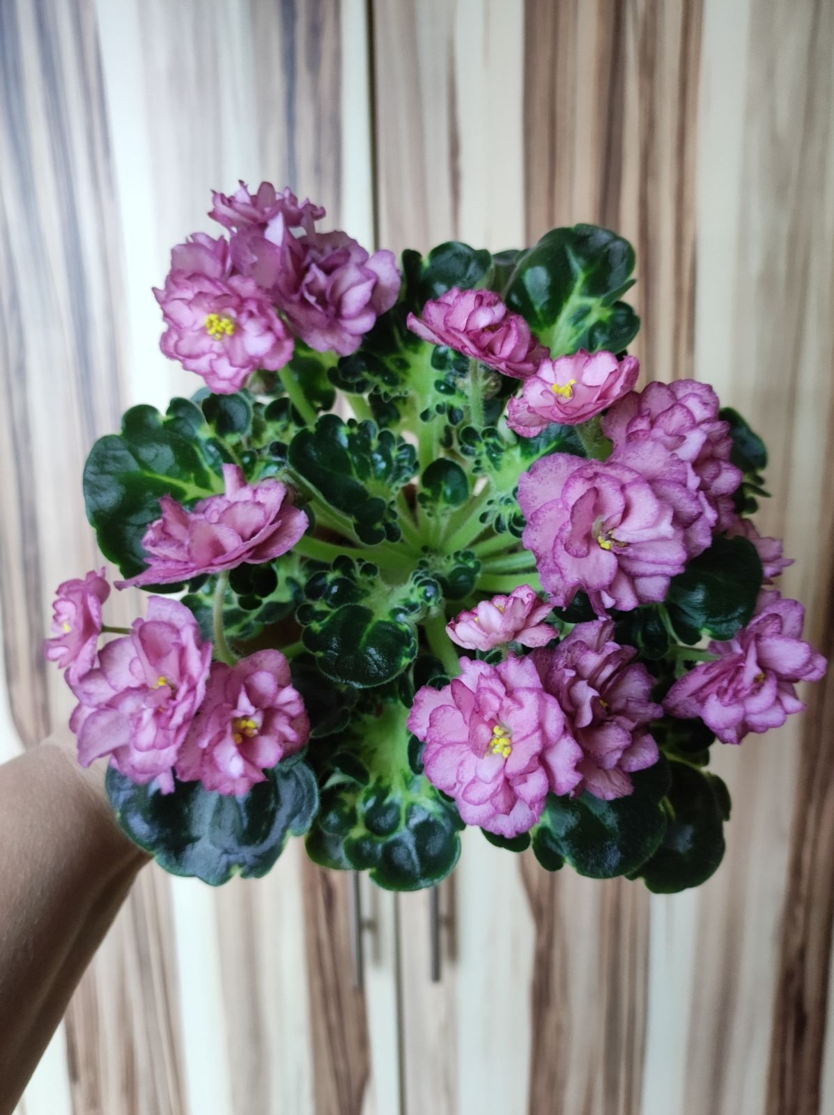 Продам детки сортовых фиалок .