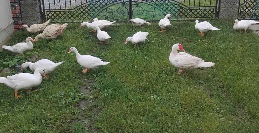 Продам інкубаційні яйця мускатної качки