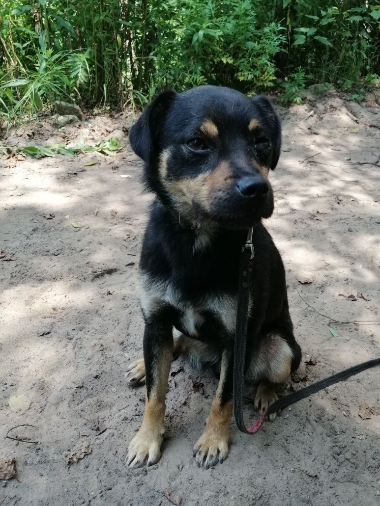 ZIOMEK młody spokojny piesek poleca się do adopcji