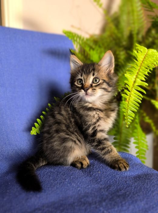 Кошеня хлопчик мейн-кун