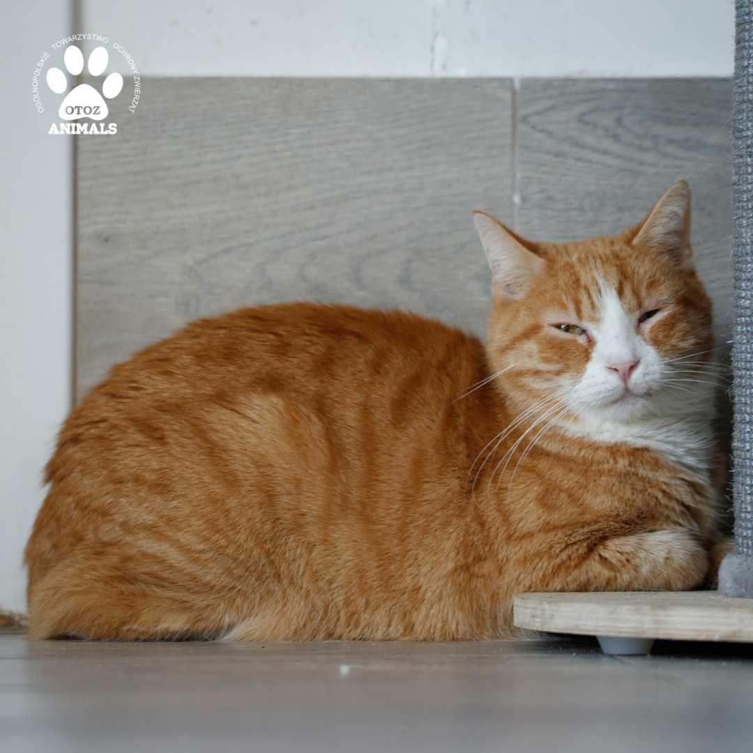 Rudy kocurek do adopcji! Poznajcie Luka!