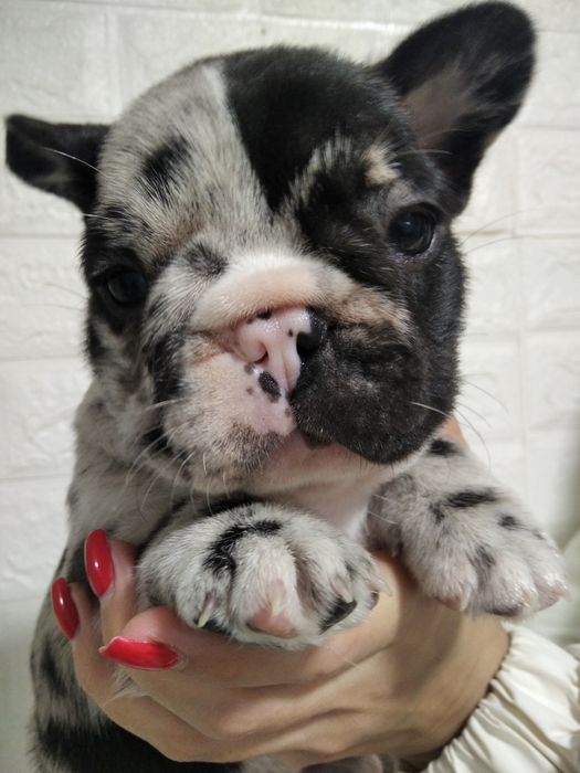 Красотка девочка французский бульдог