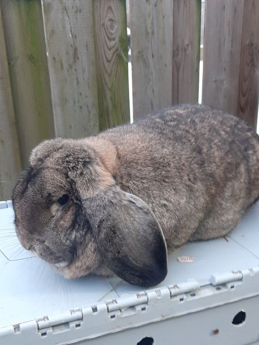 Samice Francuski Baran Szary po ocenach