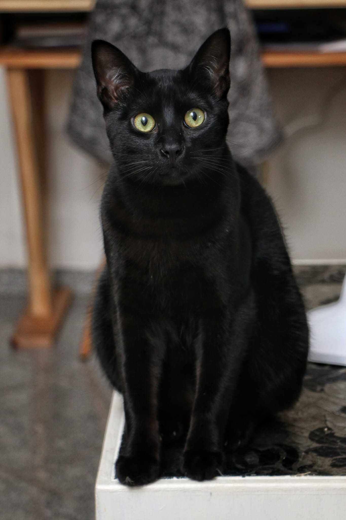 CASTRADO | Gato juvenil, com vacinas em dia, disponível para ADOÇÃO