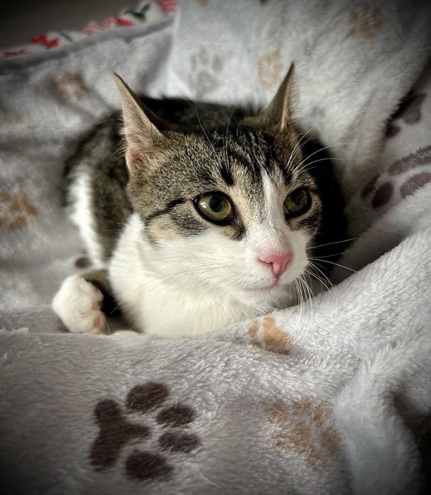 Malwinka – maleńka duszyczka w poszukiwaniu swojego człowieka