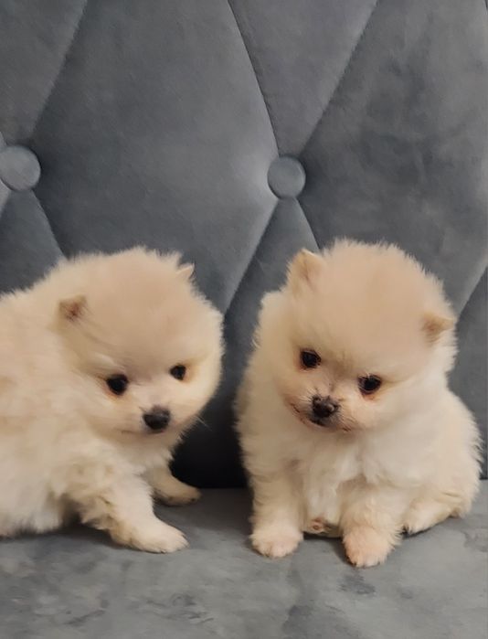 Piękna suczka szpic miniaturowy