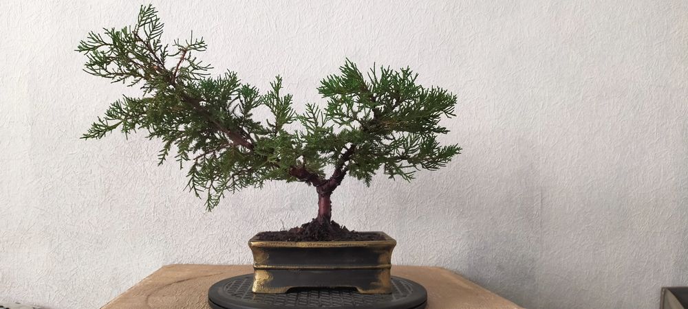 Підрощений бонсай