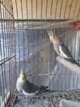 Vendo caturras novas femeas