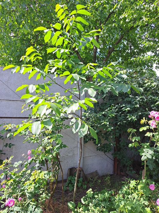 Садженець волосського (грецького) горіха