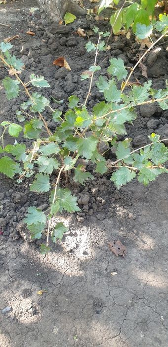 Саженцы крыжовника.