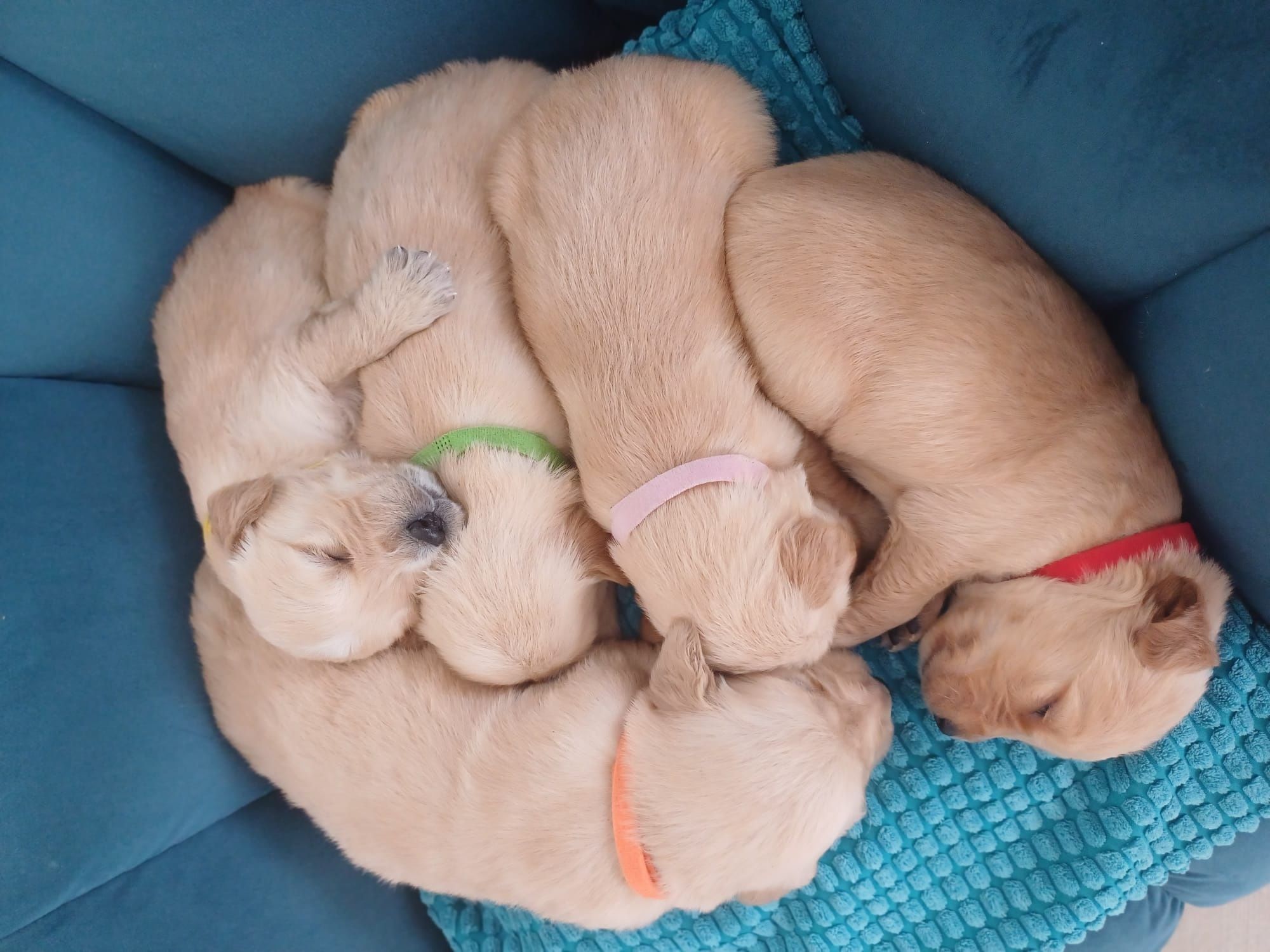 Golden Retriever  suczka
