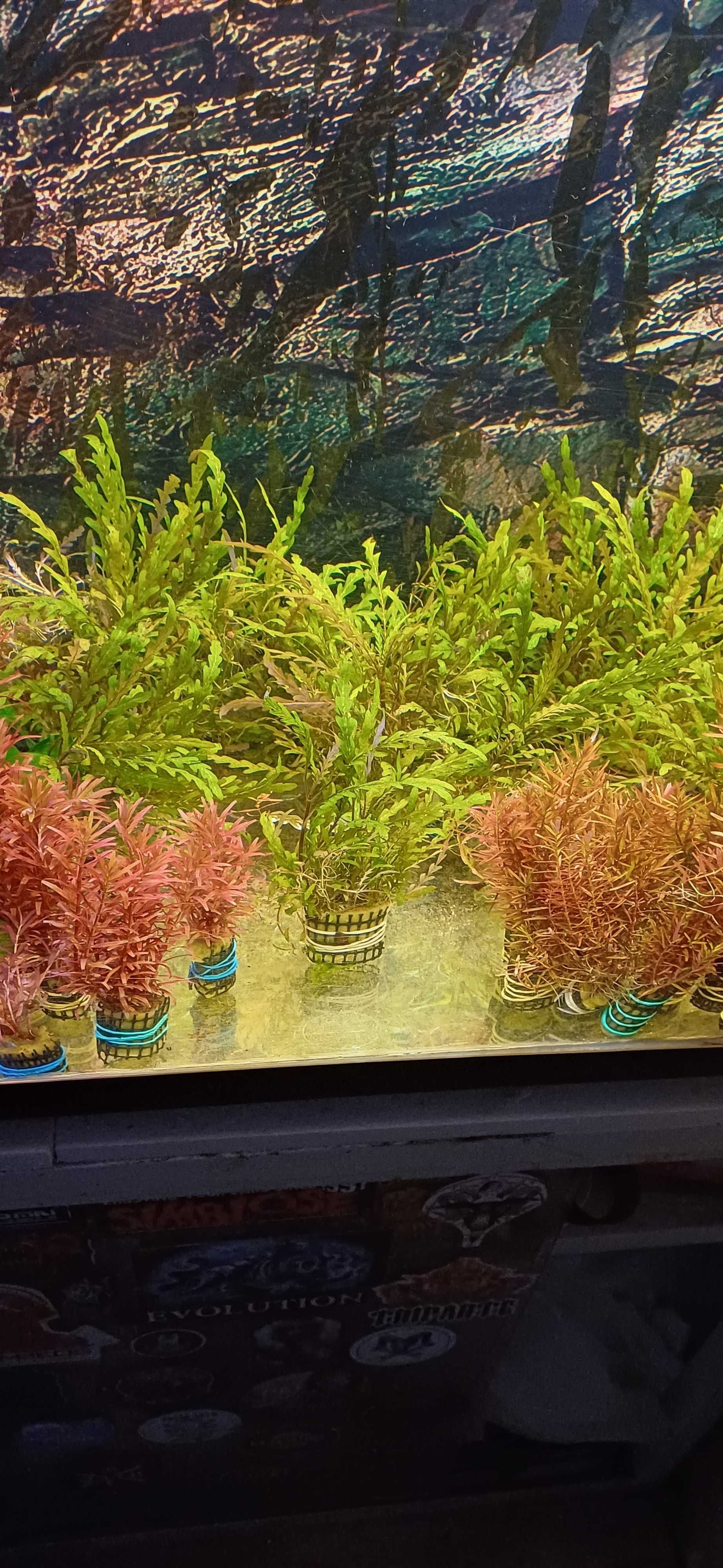 Plantas de aquario / vasos