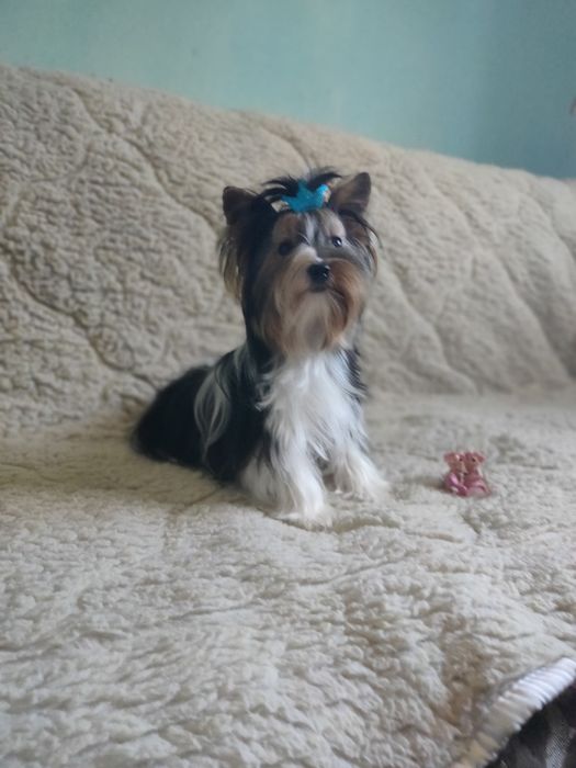 Вязка, мини бивер йорк