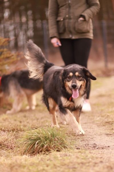 Pogodny, młody i towarzyski samiec szuka domu