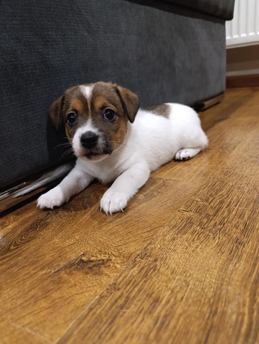 Jack Russell terrier