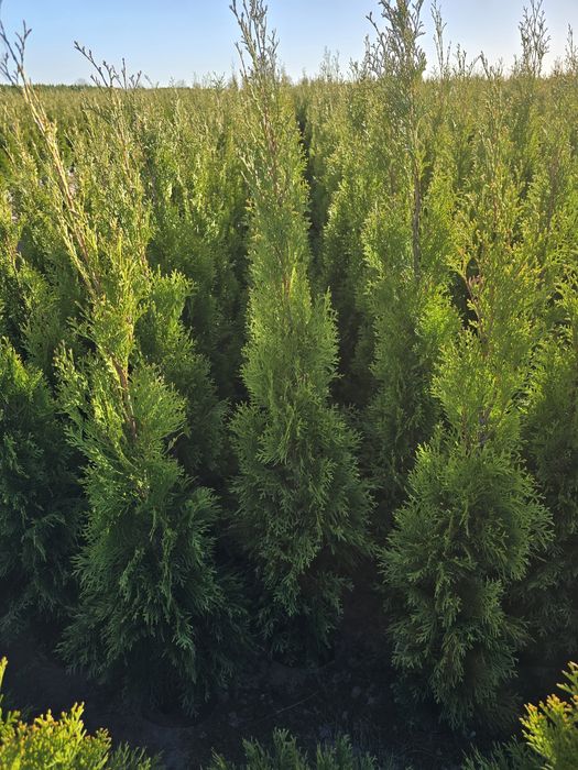 Tuja Smaragd 100 cm tuje brabant 120 szmaragd Laurowiśnia gniezno