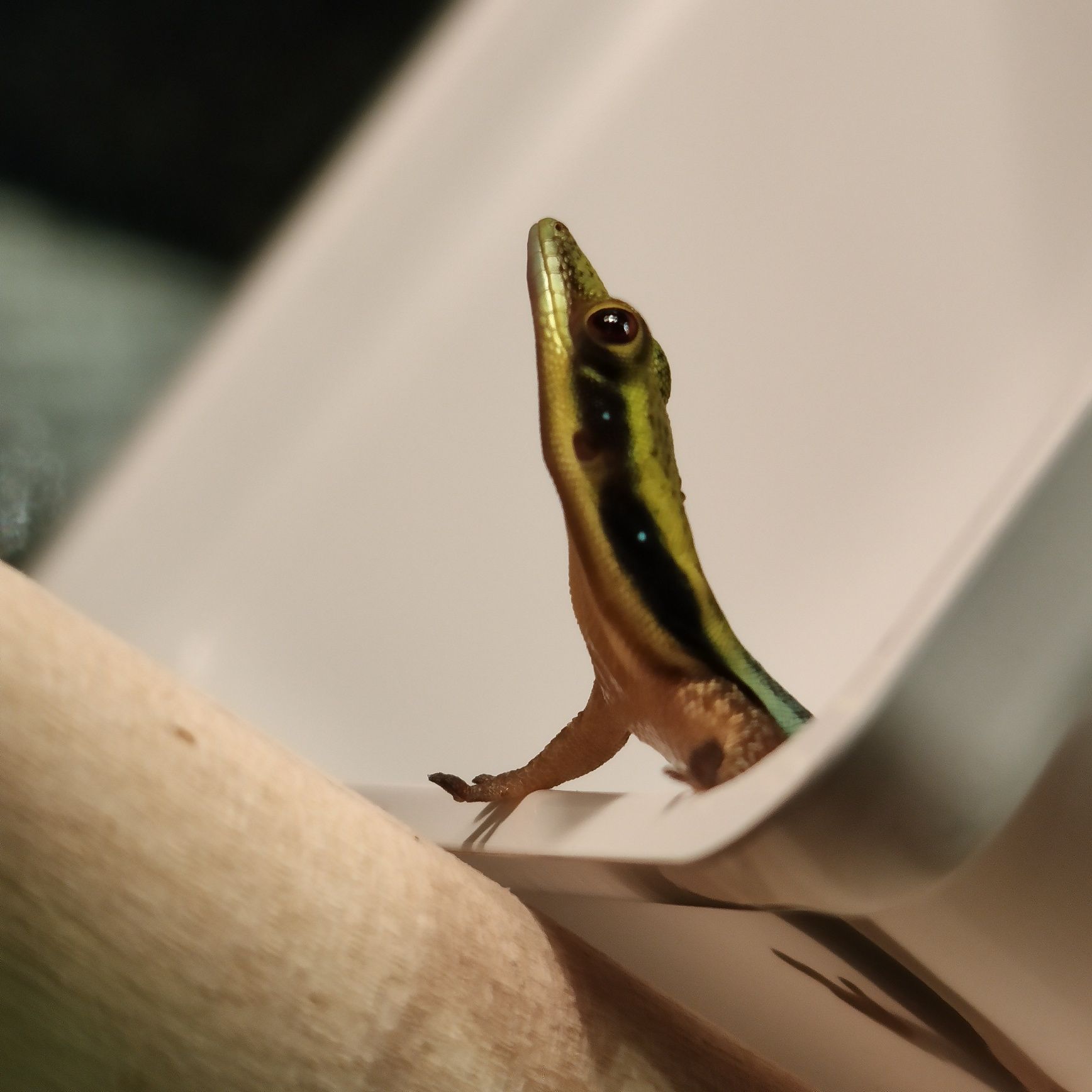 Jaszczurka dzienna gekon dzienny z Madagaskaru