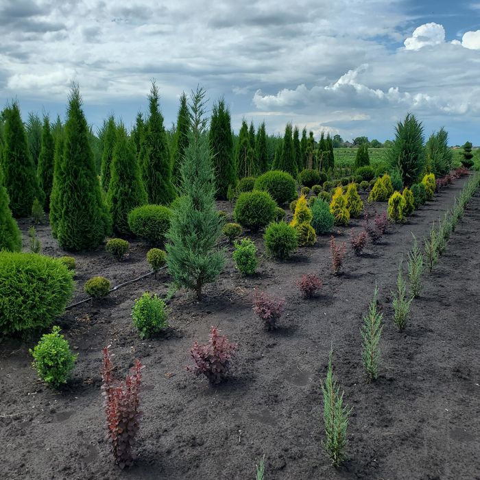 Туї смарагд, брабант, даніка, тедді, яливець, брю-арроу та інші