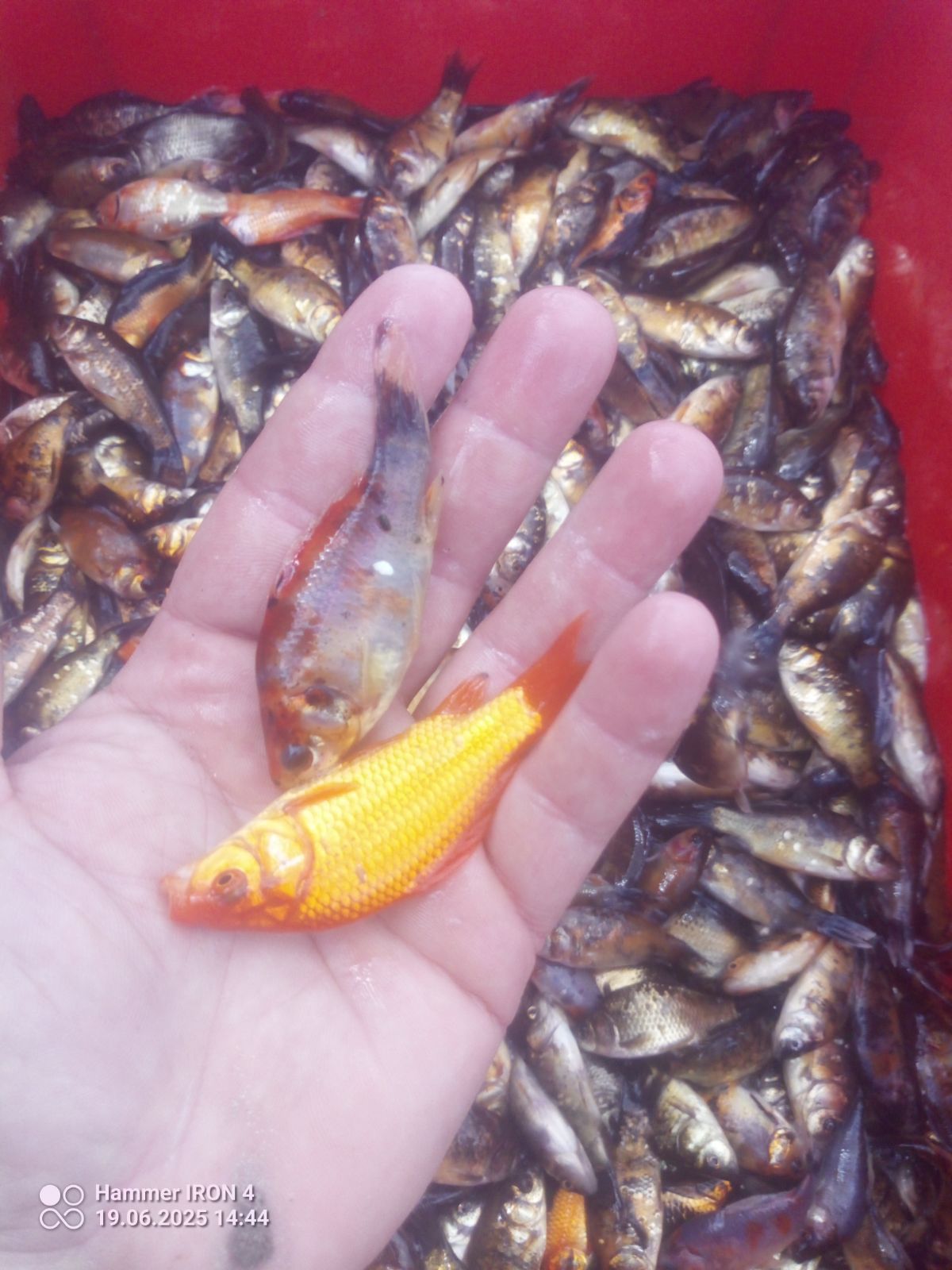 Karaś kolorowy szubunkin karp lin amur tolpyga