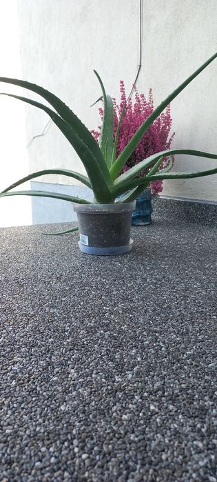 Kwiat doniczkowy Aloes duży zdrowy