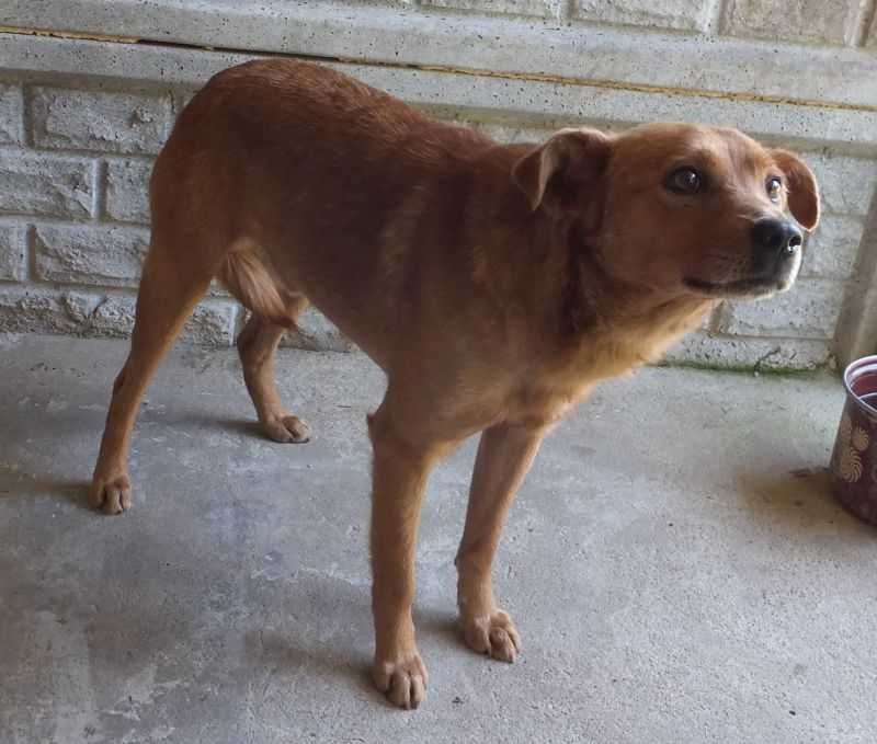 Cukierek - pilnie potrzebuje domu