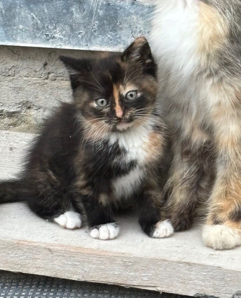 віддам кошенят Млинів, Дубно