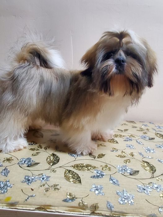 Породный пупсик ши-тцу.