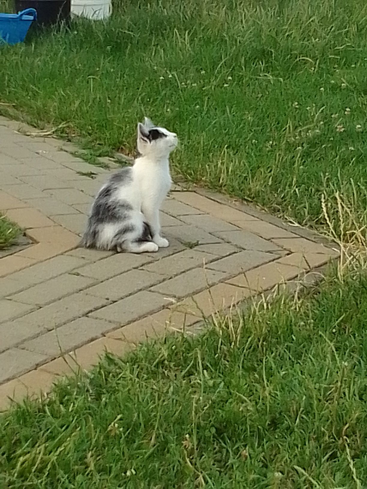 Kocurek szuka domu.