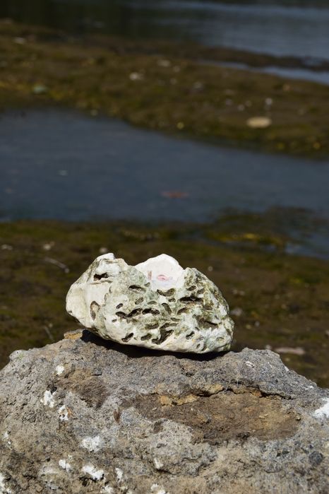 Прод Продам грецький свічка масажна
Збір цього року з 2 дерев 
І велик