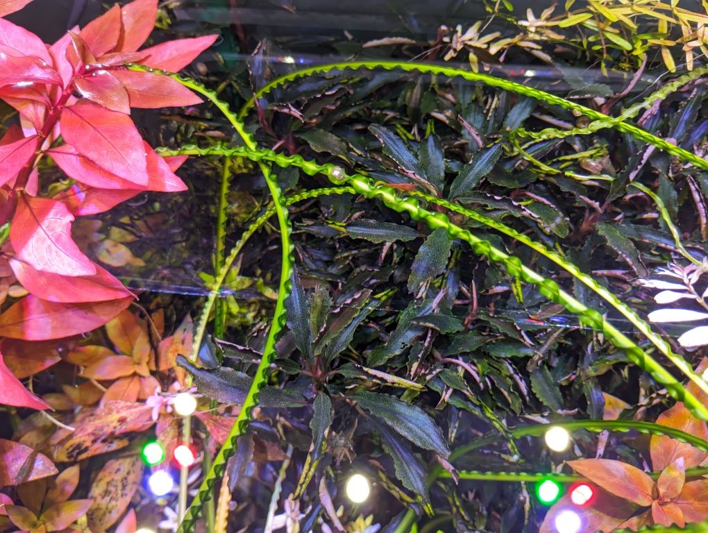 Bucephalandra sp. "Kedagang" — planta para aquario