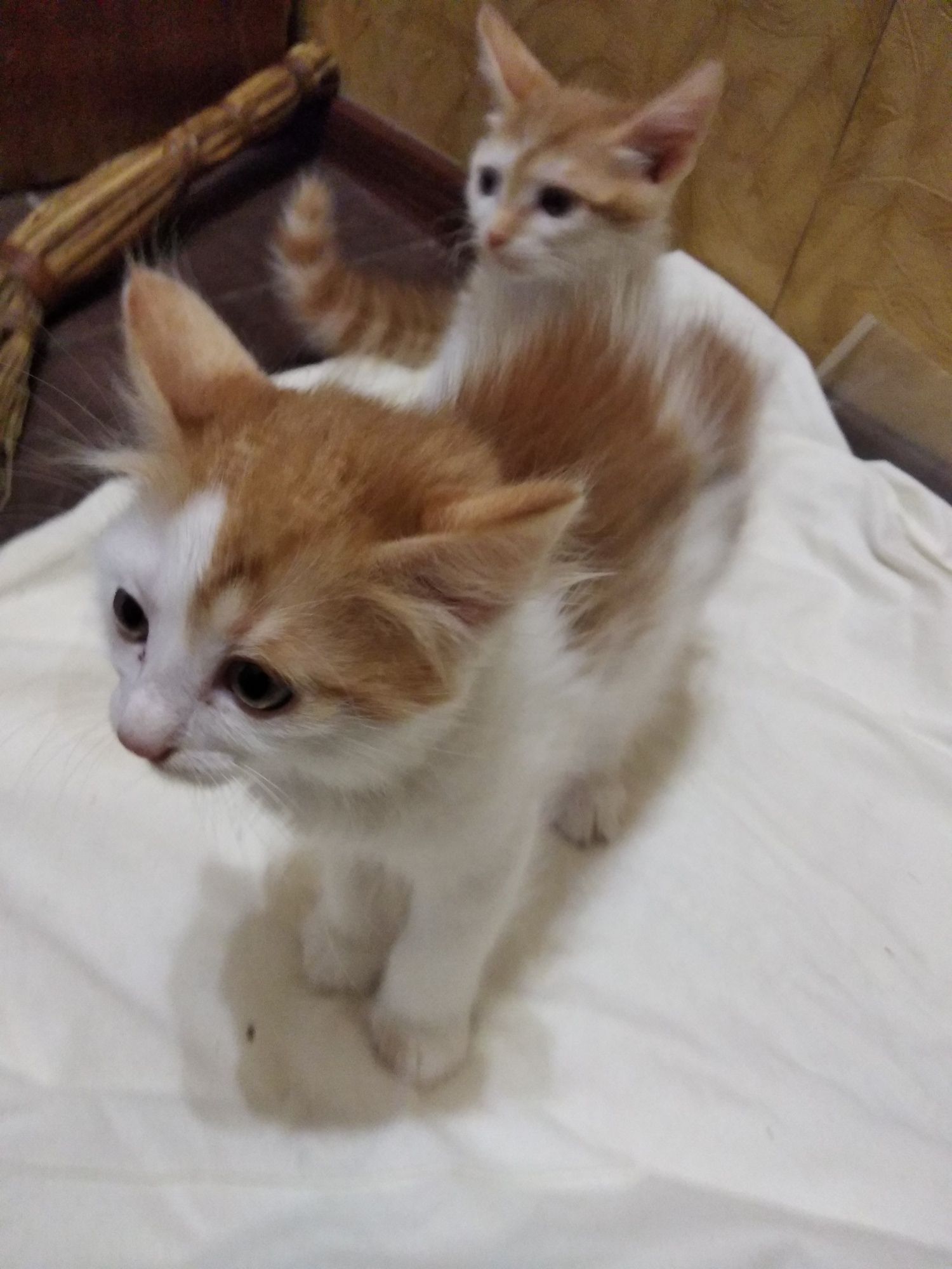Красивые котята.
