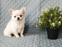 Chihuahua piesek długowłosy