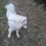 Biały Pies Samoyed