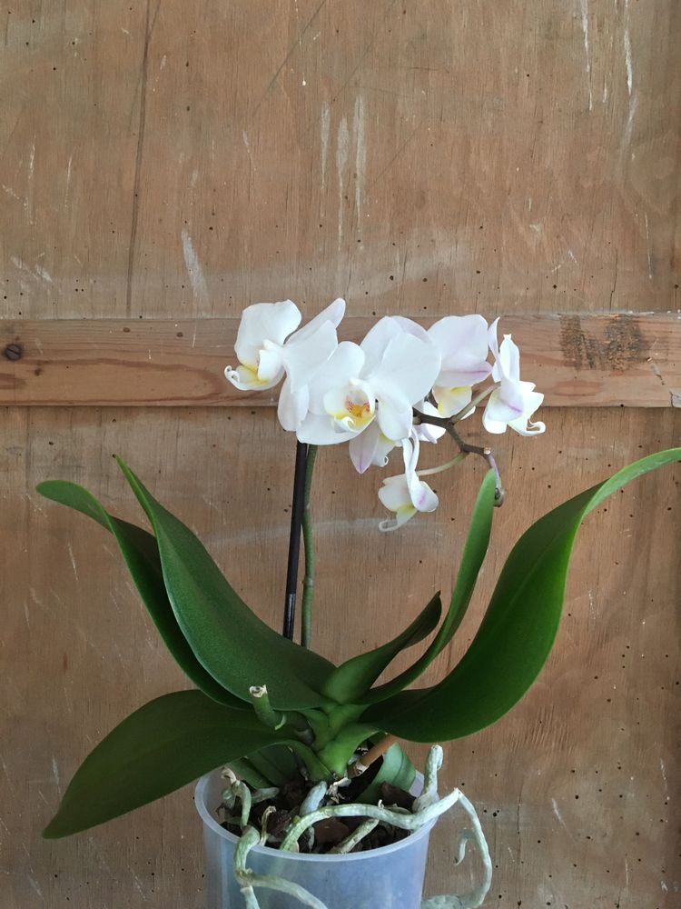 Орхідея міні
