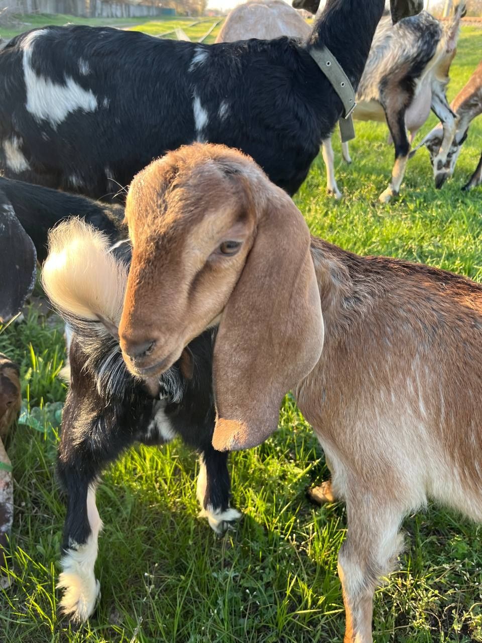 Продам  дівчинку  % каморі