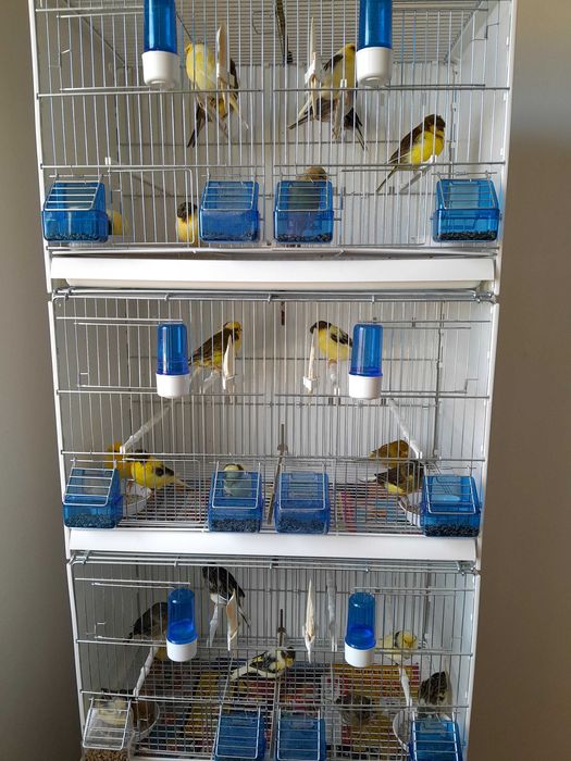 Sprzedam kanarki glostery,  samce I samice z koroną i bez 2025 roku.