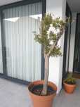 Oliveira de jardim com 2 mts