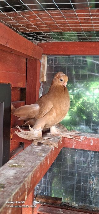 Wywrotek Mazurski żółta samiczka