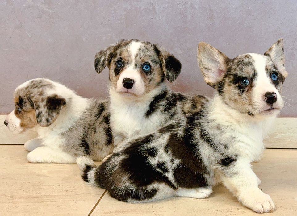 Цуценята коргі кардиган мрамор (мерле), найкращого розведення